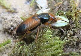 Attēlu rezultāti vaicājumam “Diachromus germanus”