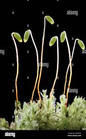 Attēlu rezultāti vaicājumam “Bryoerythrophyllum recurvirostrum sporophyte”