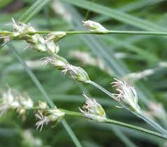 Attēlu rezultāti vaicājumam “Carex dioica male flower”