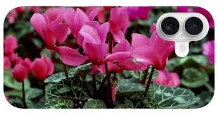 Image result for Cyclamen persicum