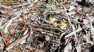 Attēlu rezultāti vaicājumam “Rhizopogon luteolus”