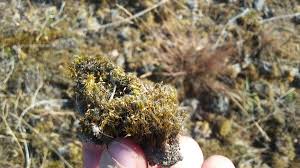 Attēlu rezultāti vaicājumam “Campylopus introflexus”