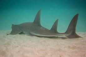 Image result for Rhynchobatus australiae