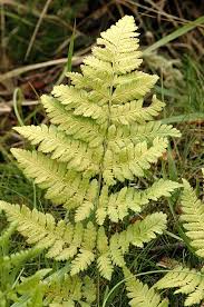 Attēlu rezultāti vaicājumam “Dryopteris carthusiana”