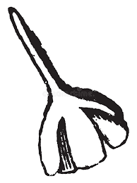 Attēlu rezultāti vaicājumam “Physcomitrium pyriforme”