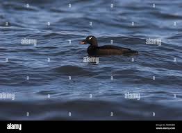 Attēlu rezultāti vaicājumam “Melanitta fusca male”
