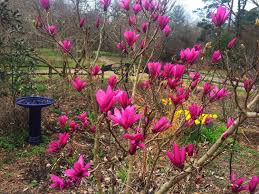 Attēlu rezultāti vaicājumam “Magnolia”