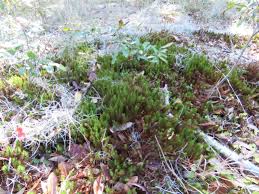 Attēlu rezultāti vaicājumam “Polytrichum juniperinum sporophyte”