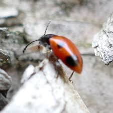 Attēlu rezultāti vaicājumam “Endomychidae”