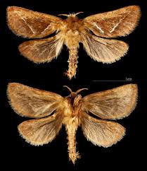 Attēlu rezultāti vaicājumam “Hepialus sylvina female”