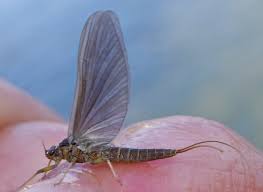 Attēlu rezultāti vaicājumam “Belbodamaeus sp.”