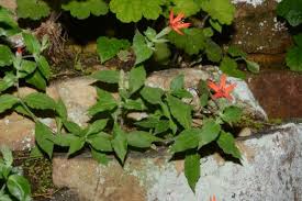 Attēlu rezultāti vaicājumam “Silene tatarica leaf”