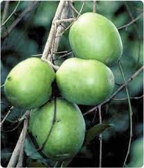 Irvingia Gabonensis