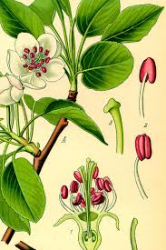 Attēlu rezultāti vaicājumam “Pyrus”