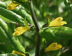 Attēlu rezultāti vaicājumam “Melampyrum pratense”