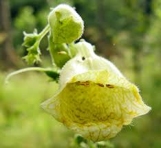 Attēlu rezultāti vaicājumam “Oenothera rubricauli”