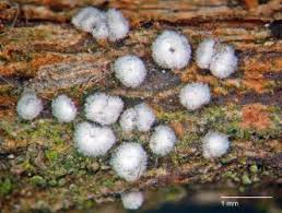 Attēlu rezultāti vaicājumam “Lachnella alboviolascens”