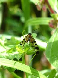 Attēlu rezultāti vaicājumam “Panorpa communis”
