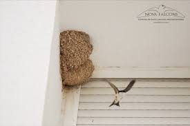 Attēlu rezultāti vaicājumam “Delichon urbicum nest”