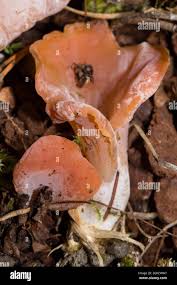 Attēlu rezultāti vaicājumam “Tremiscus helvelloides”