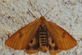 Attēlu rezultāti vaicājumam “Diacrisia sannio”