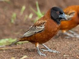 Attēlu rezultāti vaicājumam “Cribraria rubiginosa”