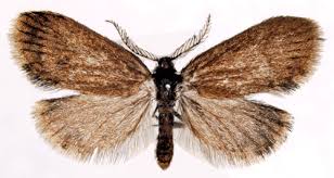 Attēlu rezultāti vaicājumam “Psyche casta”