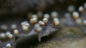 Attēlu rezultāti vaicājumam “Craterium minutum macro”