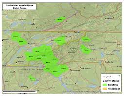 Attēlu rezultāti vaicājumam “Lophocolea coadunata”