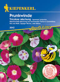 Image result for Prunkwinde