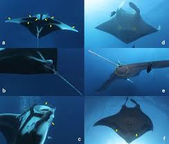 Image result for Mobula birostris