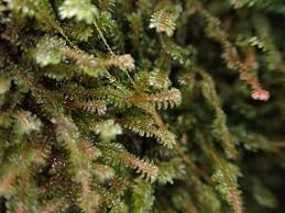 Attēlu rezultāti vaicājumam “Diplophyllum albicans”