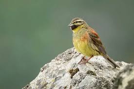 Image result for Emberiza cirlus