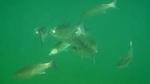 Image result for Liza aurata