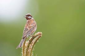 Image result for Emberiza leucocephalos