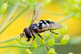 Attēlu rezultāti vaicājumam “Didea alneti”