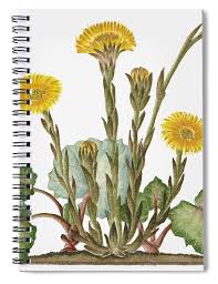 Attēlu rezultāti vaicājumam “Tussilago farfara”