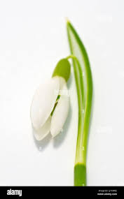 Attēlu rezultāti vaicājumam “Galanthus nivalis bud”