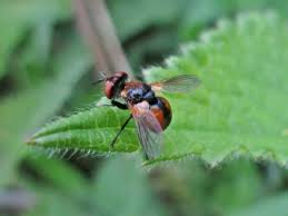 Attēlu rezultāti vaicājumam “Gymnosoma sp.”