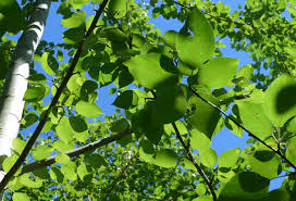 Attēlu rezultāti vaicājumam “Populus x lettland”