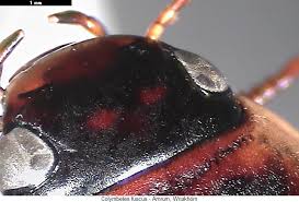 Attēlu rezultāti vaicājumam “Colymbetes striatus”