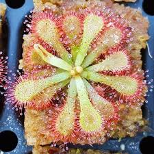 Image result for Drosera