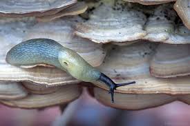 Attēlu rezultāti vaicājumam “Krynickillus melanocephalus”