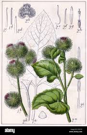 Attēlu rezultāti vaicājumam “Arctium”