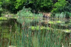 Attēlu rezultāti vaicājumam “Schoenoplectus lacustris subsp. glaucus flower”