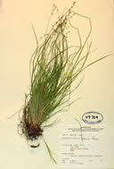 Attēlu rezultāti vaicājumam “Carex disperma”