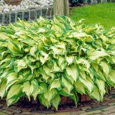 Image result for Hosta fortunei albomarginata
