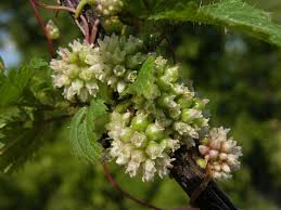 Attēlu rezultāti vaicājumam “Cuscuta europaea”