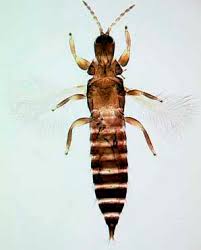 Attēlu rezultāti vaicājumam “Thysanoptera”