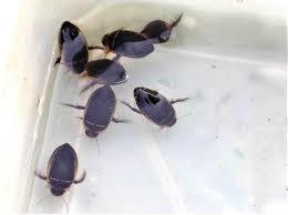 Attēlu rezultāti vaicājumam “Hydaticus transversalis”